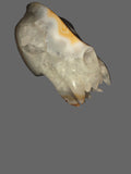 Saber-tooth Tiger Banded Agate Skull