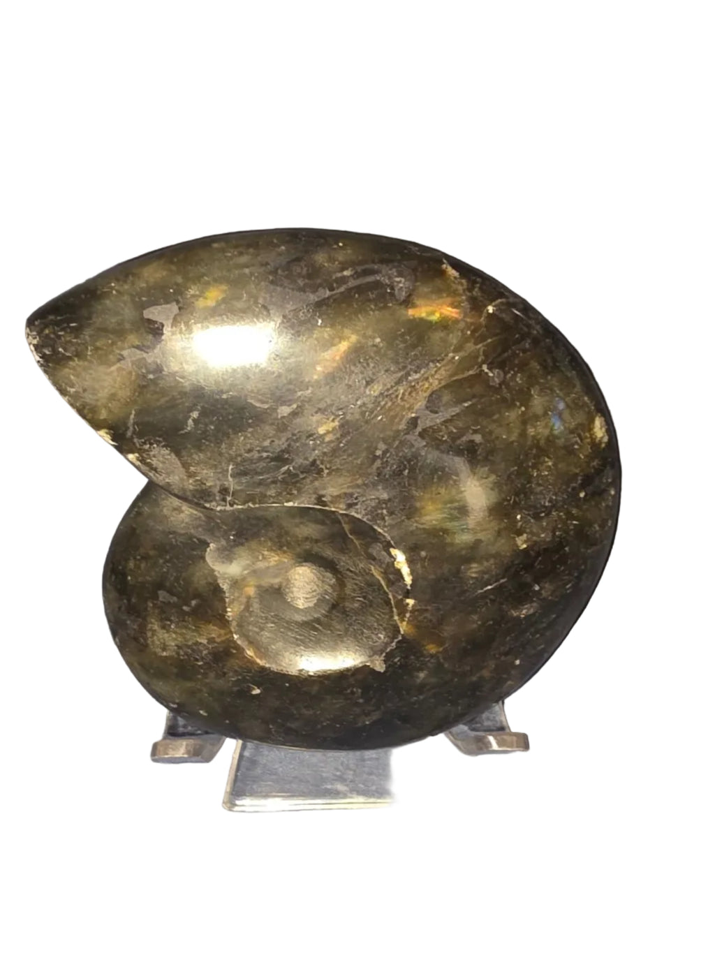 Labradorite Snail Fossil