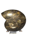 Labradorite Snail Fossil
