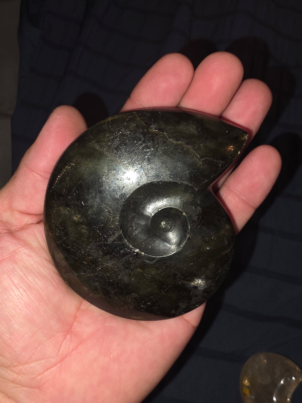 Labradorite Snail Fossil